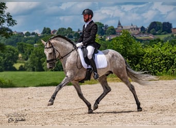 PRE Croisé, Étalon, 11 Ans, 160 cm, Gris pommelé