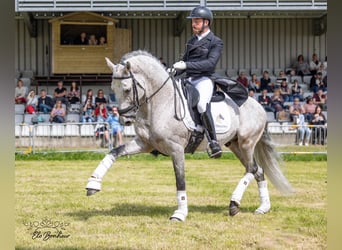 PRE Croisé, Étalon, 11 Ans, 160 cm, Gris pommelé