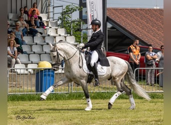 PRE Croisé, Étalon, 11 Ans, 160 cm, Gris pommelé