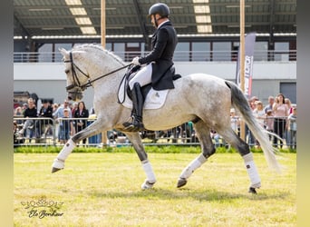 PRE Croisé, Étalon, 11 Ans, 160 cm, Gris pommelé