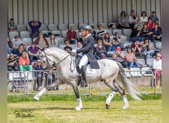 PRE Croisé, Étalon, 11 Ans, 160 cm, Gris pommelé