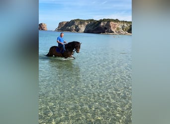 PRE Croisé, Étalon, 11 Ans, 163 cm, Bai