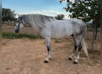 PRE Croisé, Étalon, 11 Ans, 165 cm, Gris pommelé