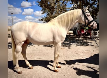 PRE Croisé, Étalon, 11 Ans, 165 cm, Perle
