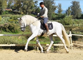 PRE, Étalon, 11 Ans, 166 cm, Gris