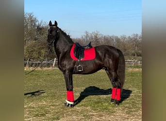 PRE Croisé, Étalon, 11 Ans, 168 cm, Bai brun foncé