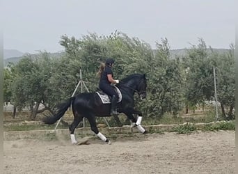 PRE Croisé, Étalon, 11 Ans, 173 cm, Noir