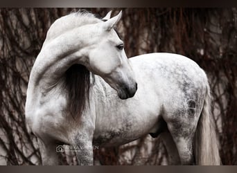 PRE Croisé, Étalon, 12 Ans, 164 cm, Gris