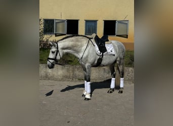 PRE Croisé, Étalon, 12 Ans, 164 cm, Gris