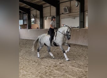PRE, Étalon, 12 Ans, 164 cm, Gris