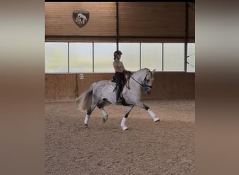 PRE, Étalon, 12 Ans, 164 cm, Gris