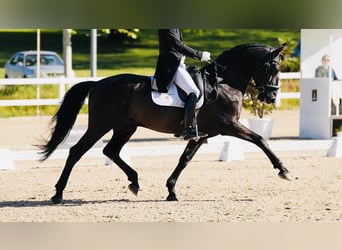 PRE Croisé, Étalon, 12 Ans, 165 cm, Noir