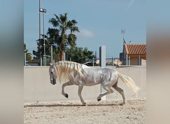 PRE, Étalon, 12 Ans, 166 cm, Gris moucheté