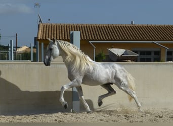 PRE, Étalon, 12 Ans, 166 cm, Gris moucheté