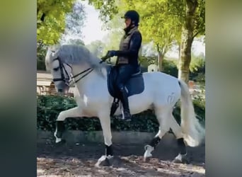 PRE, Étalon, 12 Ans, 166 cm, Gris pommelé