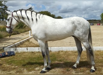 PRE Croisé, Étalon, 12 Ans, 167 cm, Gris pommelé