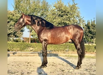 PRE Croisé, Étalon, 12 Ans, 170 cm, Bai brun