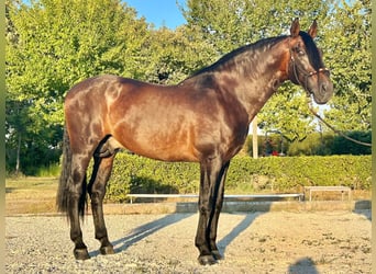 PRE Croisé, Étalon, 12 Ans, 170 cm, Bai brun