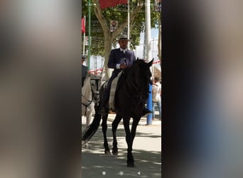 PRE, Étalon, 12 Ans, 174 cm, Noir