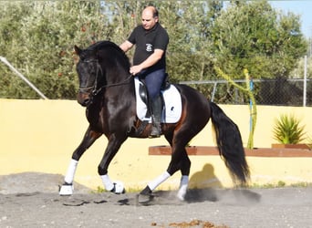 PRE Croisé, Étalon, 12 Ans, Bai brun