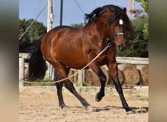 PRE, Étalon, 13 Ans, 157 cm, Bai