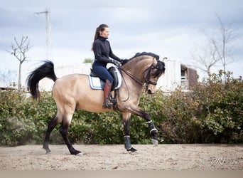 PRE Croisé, Étalon, 13 Ans, 160 cm, Isabelle