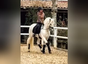 PRE, Étalon, 13 Ans, 164 cm, Gris