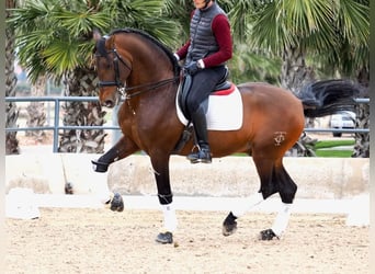 PRE Croisé, Étalon, 13 Ans, 167 cm, Bai