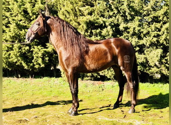 PRE Croisé, Étalon, 13 Ans, 168 cm, Alezan brûlé