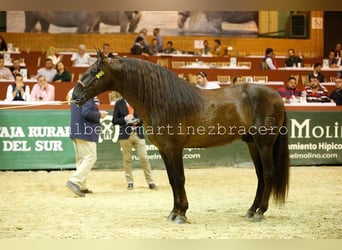 PRE Croisé, Étalon, 13 Ans, 168 cm, Alezan brûlé