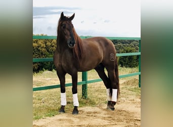 PRE Croisé, Étalon, 13 Ans, 168 cm, Alezan brûlé