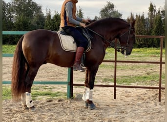 PRE Croisé, Étalon, 13 Ans, 168 cm, Alezan brûlé