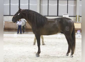 PRE Croisé, Étalon, 13 Ans, 168 cm, Alezan brûlé