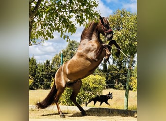 PRE Croisé, Étalon, 13 Ans, 168 cm, Alezan brûlé