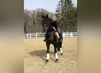 PRE Croisé, Étalon, 13 Ans, 168 cm, Noir