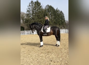 PRE Croisé, Étalon, 13 Ans, 168 cm, Noir