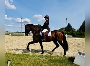 PRE, Étalon, 13 Ans, 169 cm, Bai brun