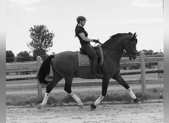 PRE, Étalon, 13 Ans, 172 cm, Bai cerise