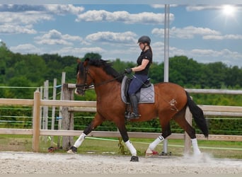PRE, Étalon, 13 Ans, 172 cm, Bai cerise