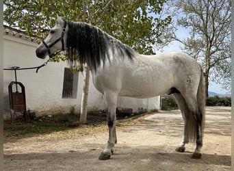 PRE, Étalon, 14 Ans, 154 cm, Gris