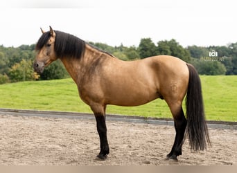 PRE, Étalon, 14 Ans, 160 cm, Buckskin