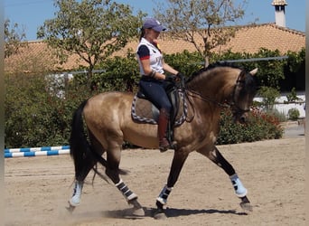 PRE Croisé, Étalon, 14 Ans, 161 cm, Isabelle