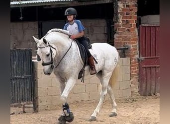 PRE Croisé, Étalon, 14 Ans, 164 cm, Gris