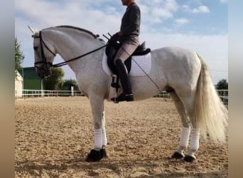 PRE Croisé, Étalon, 14 Ans, 164 cm, Gris