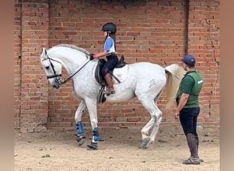 PRE Croisé, Étalon, 14 Ans, 164 cm, Gris