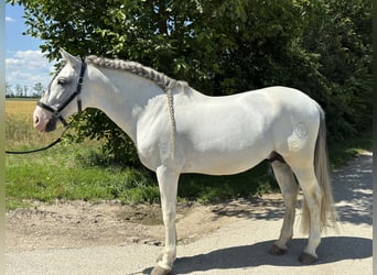 PRE, Étalon, 14 Ans, 166 cm, Gris