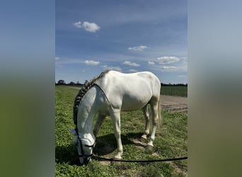 PRE, Étalon, 14 Ans, 166 cm, Gris