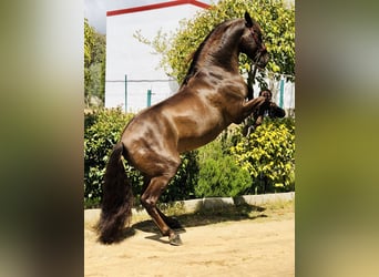 PRE Croisé, Étalon, 14 Ans, 168 cm, Alezan brûlé