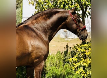 PRE Croisé, Étalon, 14 Ans, 168 cm, Alezan brûlé