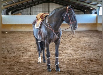 PRE Croisé, Étalon, 14 Ans, 168 cm, Noir